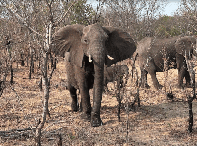 Family safari Botswana Zimbabwe 2024 Vickery
