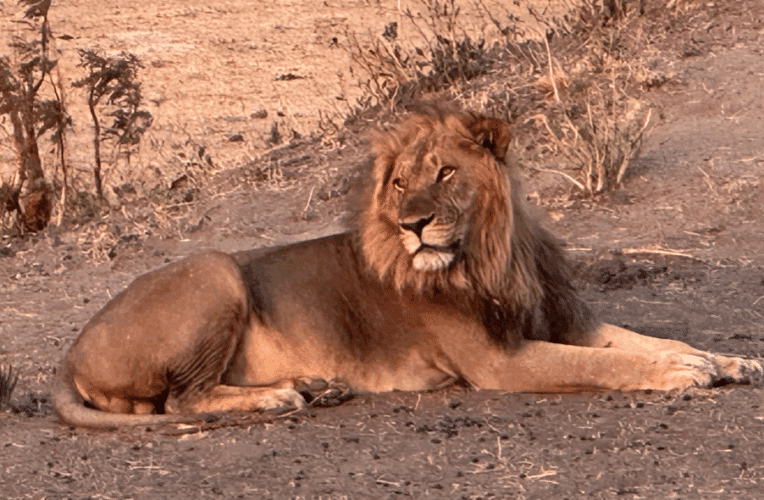 Family safari Botswana Zimbabwe 2024 Vickery