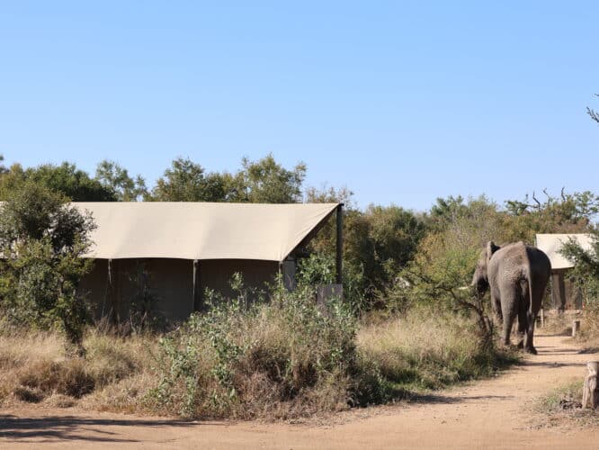 Rachel and Paddy holiday LGBTQIA+ Kenya Victoria Falls gay couple elephant in camp
