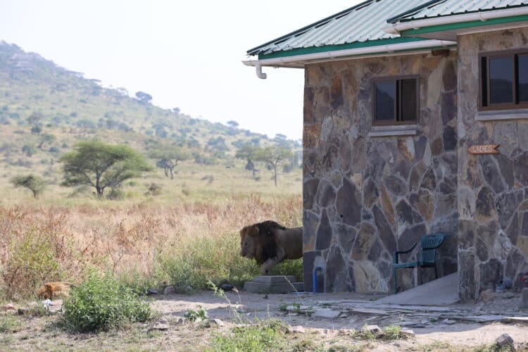 Rachel and Paddy holiday LGBTQIA+ Kenya Victoria Falls gay couple lion at ladies toilet