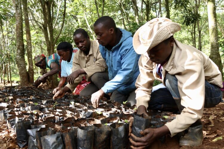 coffee plantation experience at Gorongosa safaris bush and beach safari Mozambique