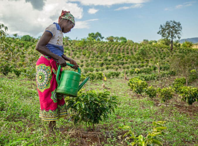 coffee plantation experience at Gorongosa safaris bush and beach safari Mozambique