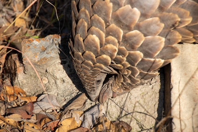 pangolin singleton safari conservation safari