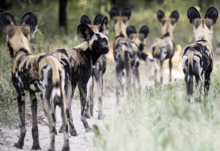 wild dogs supporting wild dog safaris article blog dec 2026