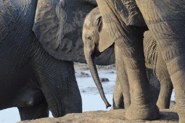 elephants Camp Hwange Wild Expeditions