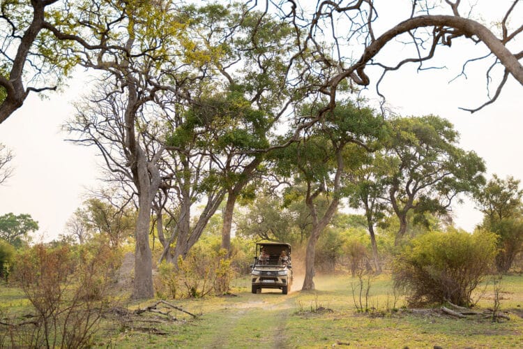 game drive green Camp Karangoma Okavango Delta Wild Expeditions community conservation great green season special