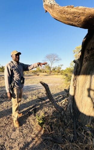 your safari guide is everythingDW safari Zambia 2024