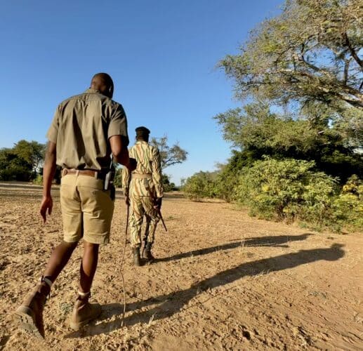 walking safari classic Zambia Danica Wilson photo 2024