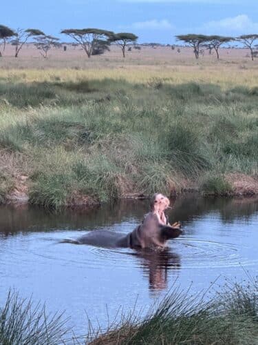 hippo yawning Rayner couple Nov 2025 Trip of a lifetime
