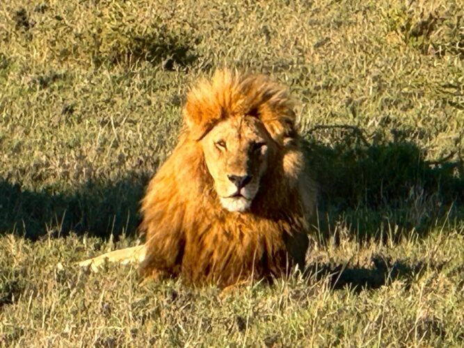 Rayner couple Nov 2025 Trip of a lifetime to Africa lion in sunset beautiful mane