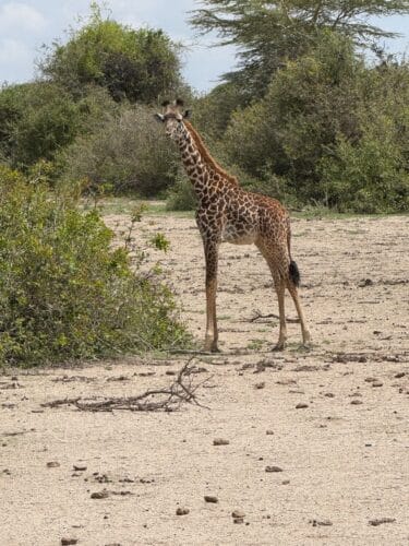 hippo yawning Rayner couple Nov 2025 Trip of a lifetime giraffe