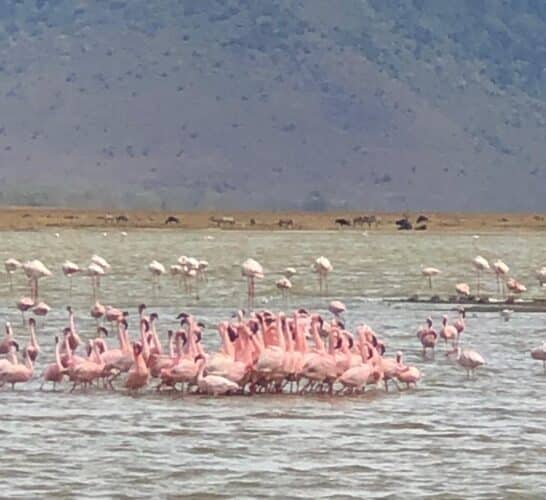 Rayner couple Nov 2025 Trip of a lifetime to Africaflamingoes