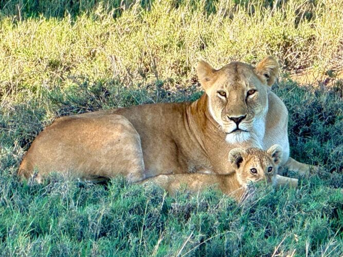 hippo yawning Rayner couple Nov 2025 Trip of a lifetime hot air ballooning tanzania serengeti lioness