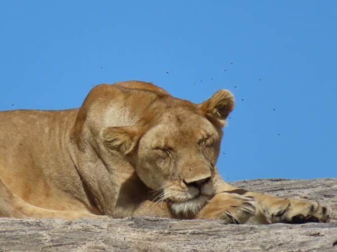 lioness asleep on rock Serengeti by sally hines