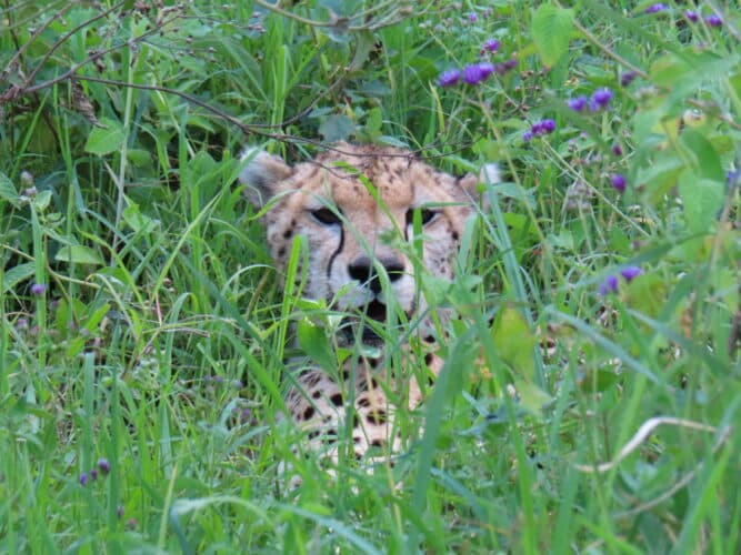 cheetah in tanzania by sally hines