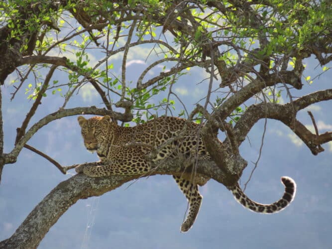 leopard in Tanzania photo by sally hines