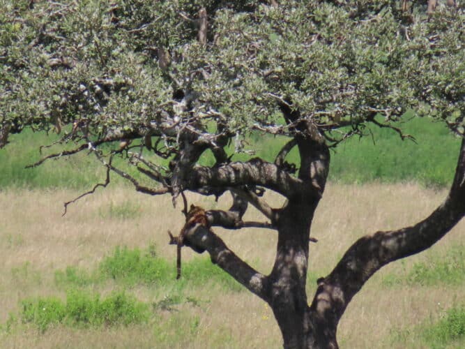 leopard in Tanzania photo by sally hines