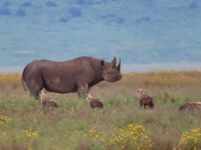 rhino in Tanzania photo by sally hines
