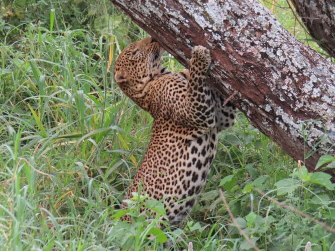 leopard hanging off tree in tanzania by guest sally hines 2024