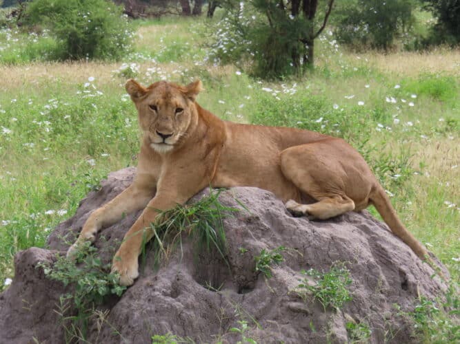 lioness Serengeti by sally hines
