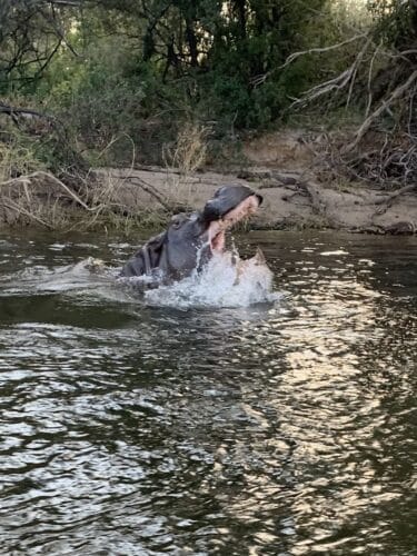 Henderson Family, Rebecca and Mark with their five boys family safari Southern Africa Victoria Falls Okavango Delta South Africa Kruger
