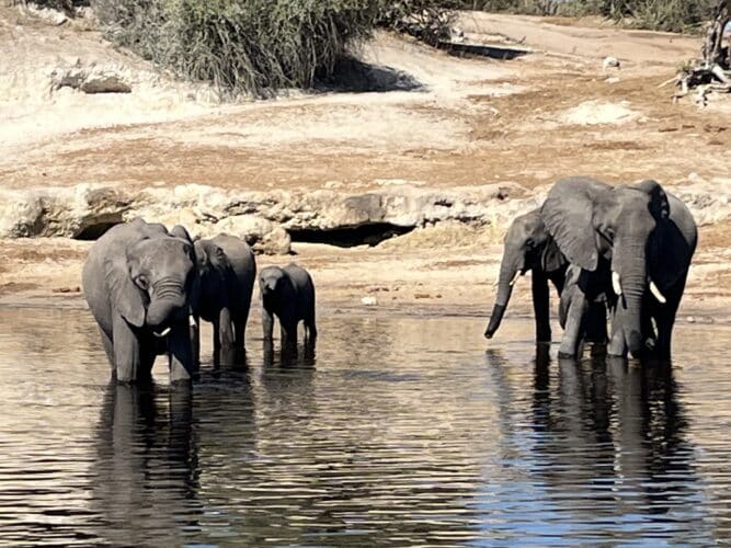 Henderson Family, Rebecca and Mark with their five boys family safari Southern Africa Victoria Falls Okavango Delta South Africa Kruger