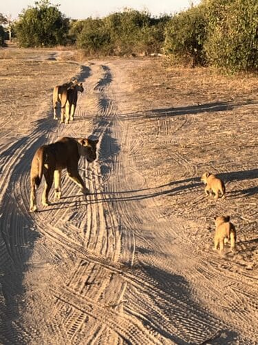 Henderson Family, Rebecca and Mark with their five boys family safari Southern Africa Victoria Falls Okavango Delta South Africa Kruger