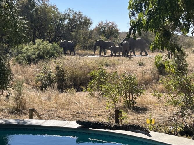 Henderson Family, Rebecca and Mark with their five boys family safari Southern Africa Victoria Falls Okavango Delta South Africa Kruger