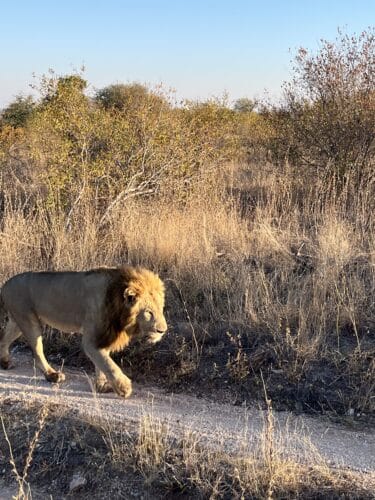 Henderson Family, Rebecca and Mark with their five boys family safari Southern Africa Victoria Falls Okavango Delta South Africa Kruger