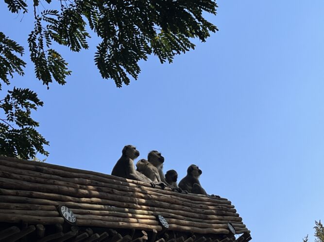 Henderson Family, Rebecca and Mark with their five boys family safari Southern Africa Victoria Falls Okavango Delta South Africa Kruger