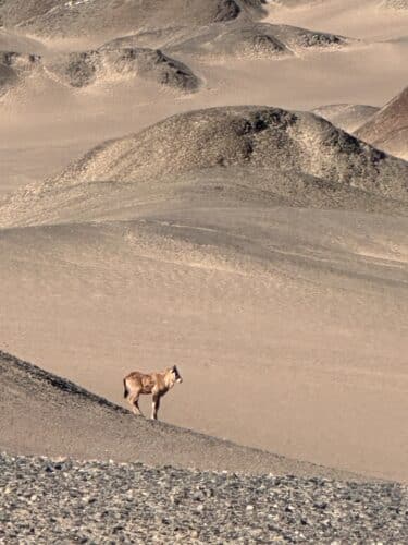 animal skeleton coast national park namibia danica trip 2023