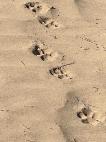 wildlife tracks skeleton coast national park namibia danica trip 2023