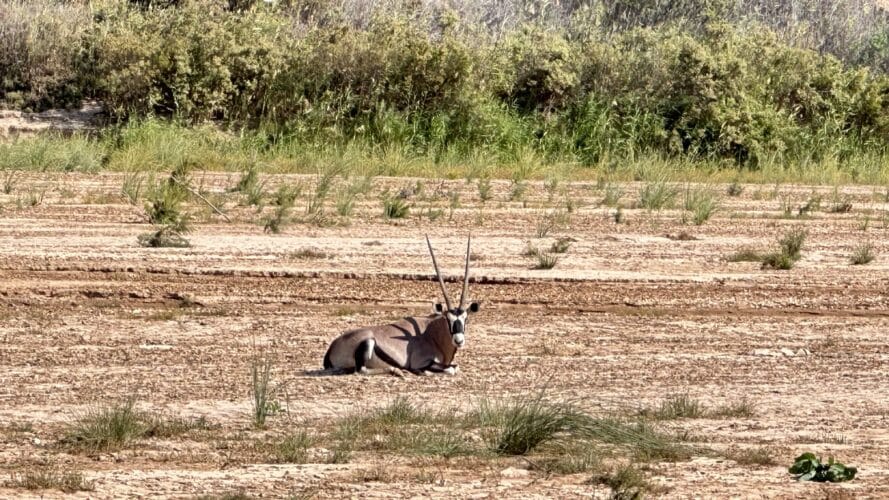 wildlife skeleton coast national park namibia danica trip 2023