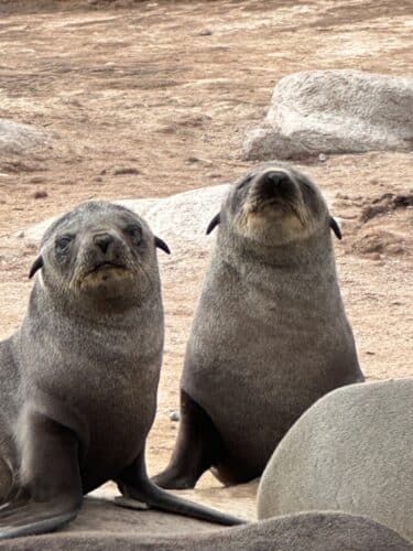 seals of skeleton coast skeleton coast national park namibia danica trip 2023