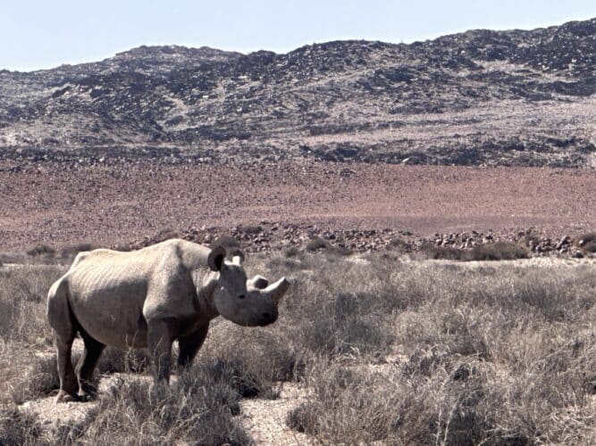 desert rhino in Kaokoland DW trip 2023
