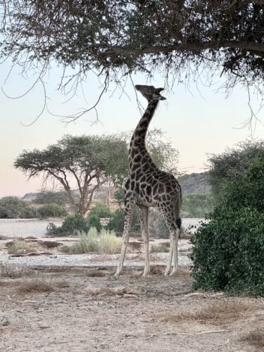 giraffe feeding Kaokoland DW trip 2023