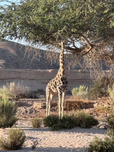 giraffe Kaokoland DW trip 2023
