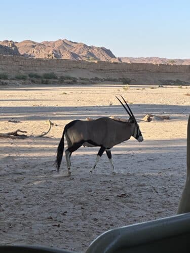 oryx Kaokoland DW trip 2023 morning light