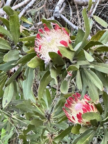 Grootbos Nature Reserve by Danica Wilson 2023