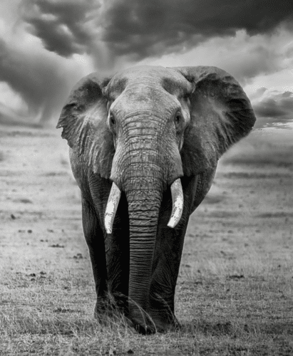 black and white playful elephant matt yardley