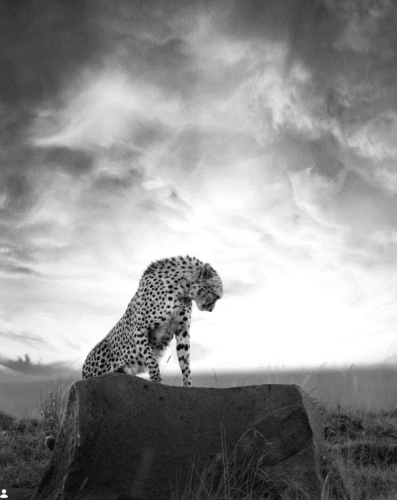 black and white cheetah shot matt yardley