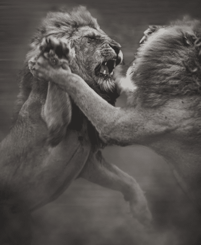 black and white lions fighting by matt yardley