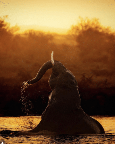 playful elephant in water matt yardley