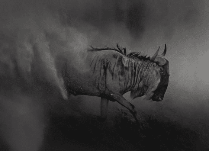 wildebeest dust black and white matt yardley