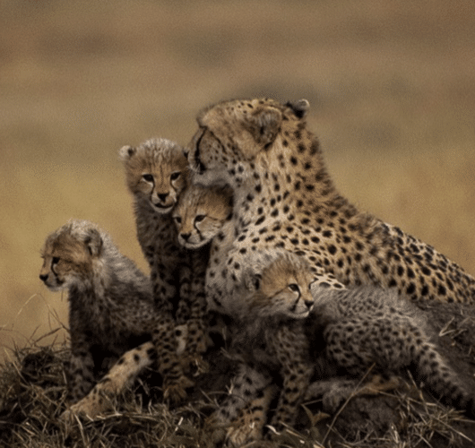 cheetah and 4 cubs matt yardley