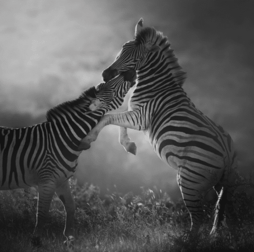 fighting zebra black and white matt yardley