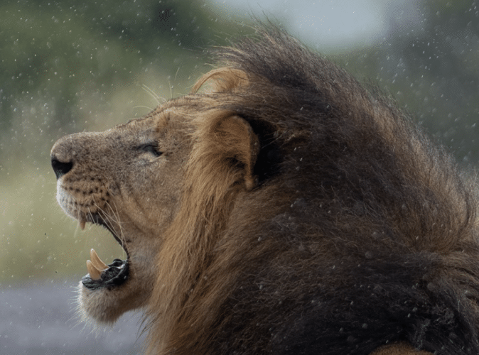 lion by Matt Yardley