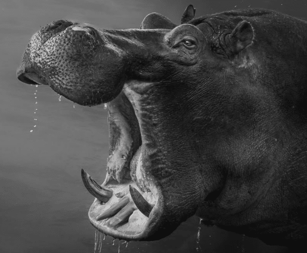 hippo black and white Matt Yardley
