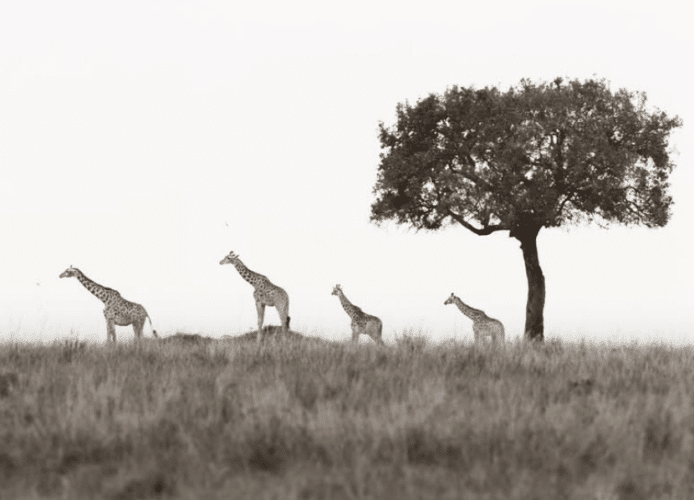 Giraffe on horizon Matt Yardley