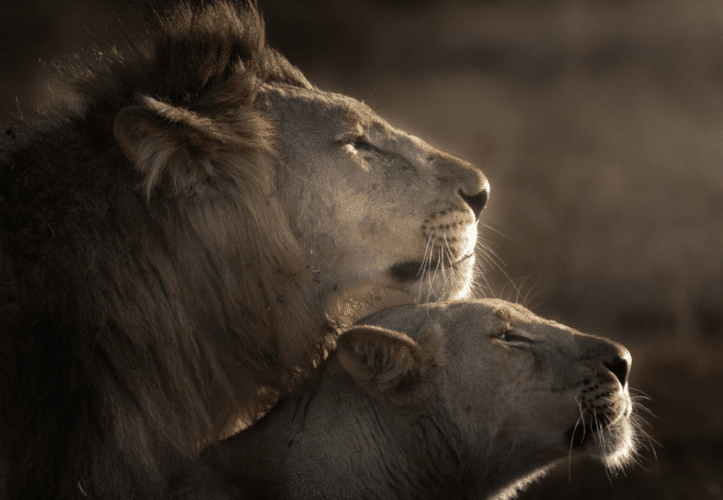 Lion and lioness photograph by Matthew Yardley